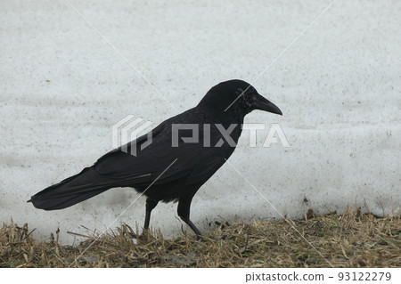 Snow and crow Snow and crow 93122279