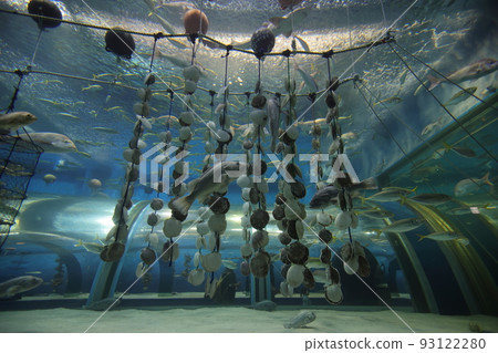 Hanging scallops Hanging scallops 93122280