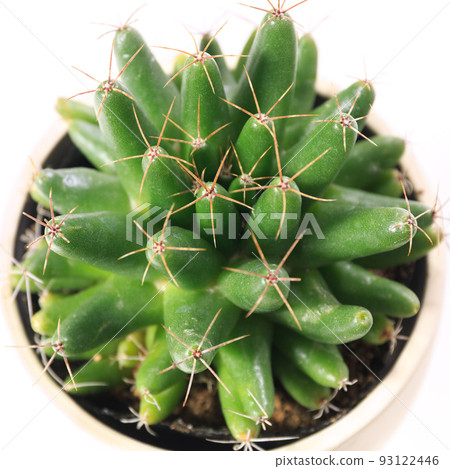 仙人掌，金星的荊棘[白色背景] 93122446