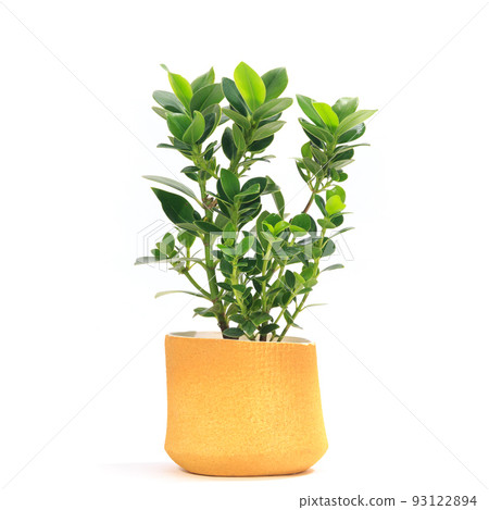 Ornamental plant, potted plant of Clusia rosea [white background] 93122894