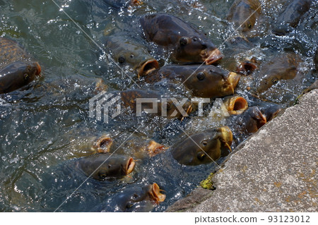 Feeding frenzy by Koi, Carp, in Karuizawa Taliesin Shiozawa Lake in Karuizawa, Nagano, Japan Feeding frenzy by Koi, Carp, in Karuizawa Taliesin Shiozawa Lake in Karuizawa, Nagano, Japan 93123012