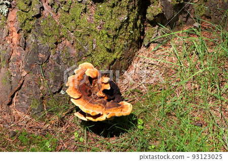 A mushroom on a tree in Karuizawa Taliesin Park by Shiozawa Lake in Karuizawa, Nagano, Japan 93123025