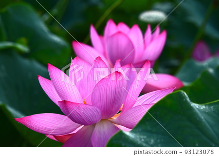 Lotus flower  93123078
