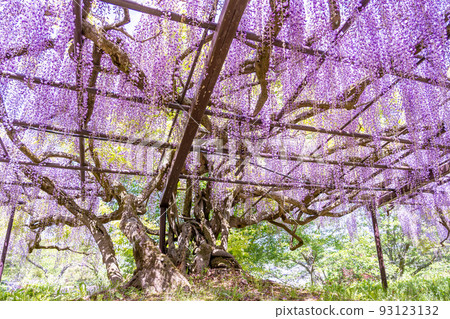 滋賀縣日野町鐮岳正法寺的一棵樹齡超過 300 年的古老紫藤樹 93123132