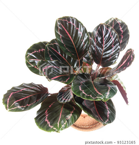 Foliage plant, leaves of Calathea Dotti [white background] 93123165
