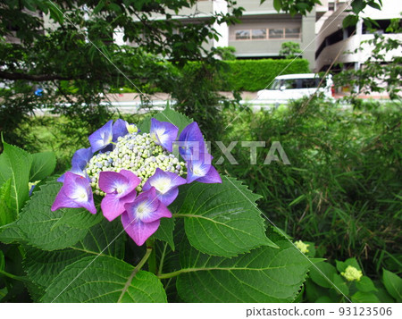 溢洪道岸邊盛開的紫色額頭繡球花 溢洪道岸邊盛開的紫色額頭繡球花 93123506