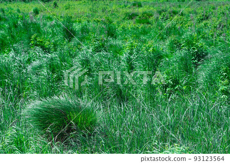 emerald green fen-meadow with green grass sedges on a clear day emerald green fen-meadow with green grass sedges on a clear day 93123564