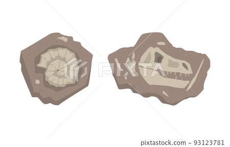 Fossils of dinosaurs skeleton and snails shells set. Sections with bones of prehistoric creatures cartoon vector illustration 93123781