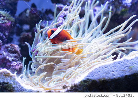 Anemonefish living in symbiosis with sea anemones 93124033