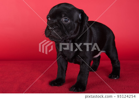 Black female American Staffordshire Bull Terrier dog or AmStaff puppy on red background Black female American Staffordshire Bull Terrier dog or AmStaff puppy on red background 93124254