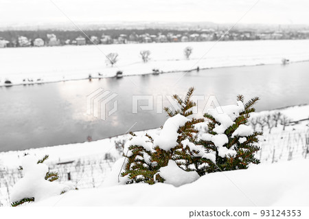 Young fir tree covered with snow on hill near rows of vineyards and calm river Young fir tree covered with snow on hill near rows of vineyards and calm river 93124353