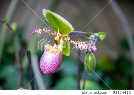 Orchid flower, Hybrid American Paphiopedilum 93124418