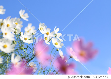 Cosmos and blue sky 93124447