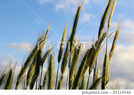 Ears of green wheat closeup stock photo  93124540