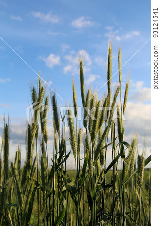 Green ears of rye under blue sky stock photo 93124541