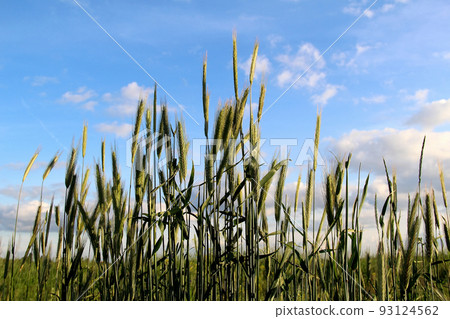Unripe rye ears  growing on agriculture field   93124562