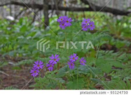 Ezo giant primrose flowers with beautiful reddish brown color blooming on the forest floor in Hokkaido 93124730