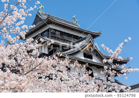 Image of Matsue Castle and cherry blossoms 93124798