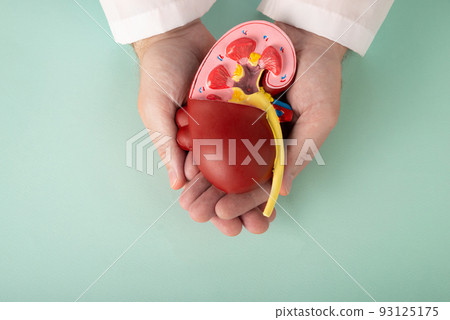 The healthy kidney model in doctor palm hand on blue background 93125175