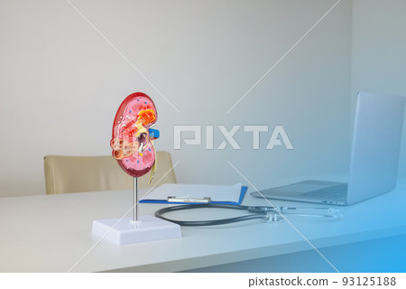 mockup kidney on work desk of doctor 93125188