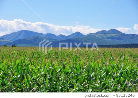 玉米田 玉米田 93125246