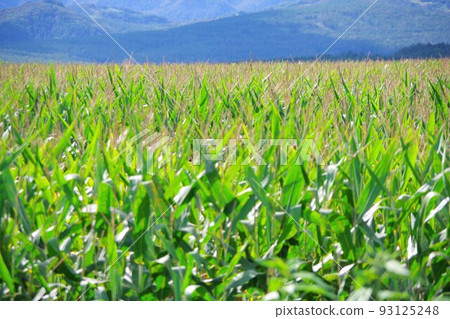Corn field Corn field 93125248