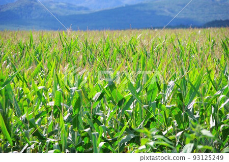 Corn field Corn field 93125249