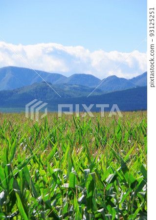 玉米田 玉米田 93125251