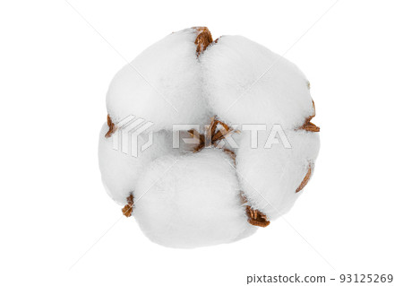 Cotton plant flower isolated on white background with full depth of field 93125269
