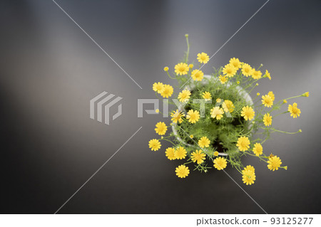 Black background and Dahlberg daisy by the window 93125277