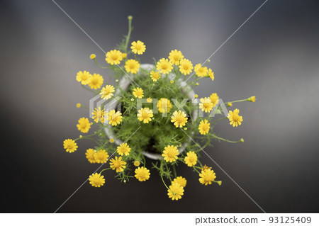 Dahlberg daisy by the window seen from above 93125409