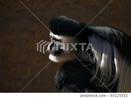 哲學家般的阿比西尼亞疣猴輪廓 93125582