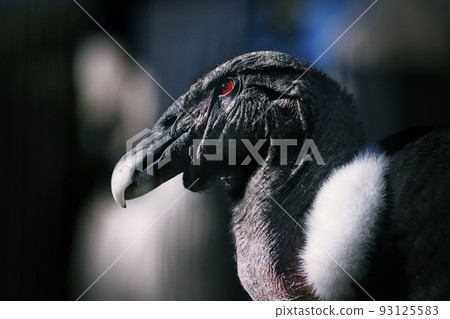 Profile of a strong and majestic Andean Condor 93125583