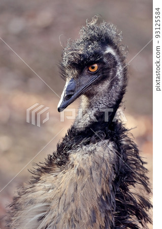 秋天背景上的鴯鶓肖像 93125584