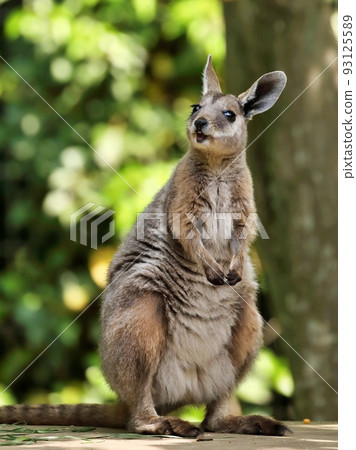 A striped wallaby looking up with sparkling eyes A striped wallaby looking up with sparkling eyes 93125589