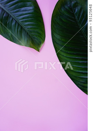 green leaf on a simple surface 93125648