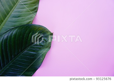 green leaf on a simple surface 93125676