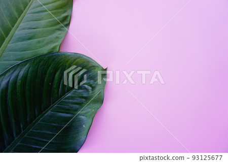 green leaf on a simple surface 93125677