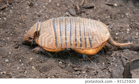 Armadillo - mammal with typical leathery armor shell 93125920