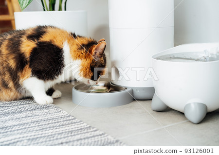 Adorable colorful cat eating from automatic smart feeder in cozy home interior. Home life with a pet. Healthy pet food diet concept. Selective focus, copy space 93126001