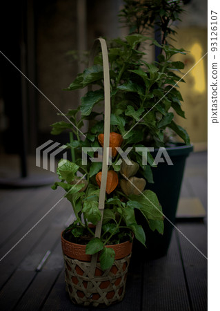 Hozuki and plants decorated with shops in an urban alley at dusk Hozuki and plants decorated with shops in an urban alley at dusk 93126107