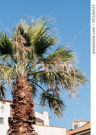 Palm trees against blue sky on sunny summer day, Calabria seaside, Italy 93126425