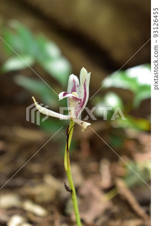 Summer fairy Mayaran who lives in the forest 93126455