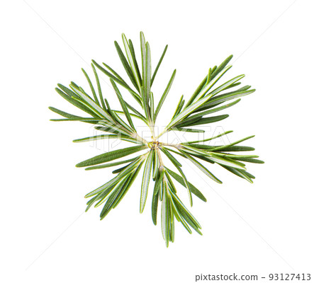 Rosemary isolated on white 93127413
