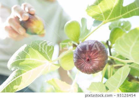 收穫無花果 收穫無花果 93128454