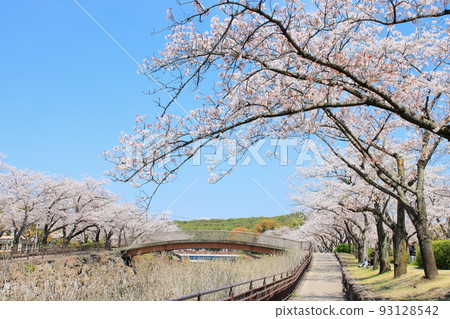 Spring in the park 93128542
