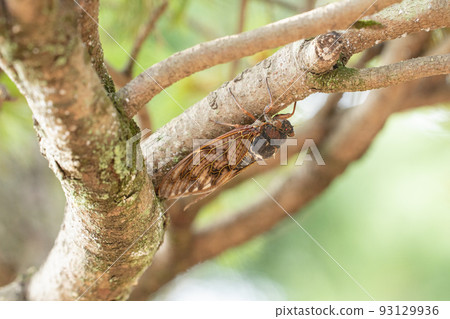 Abra cicada hiding in the air 93129936