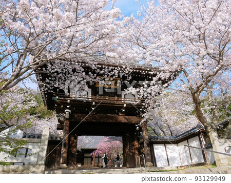 春天的清蓮寺和鍾樓門(廣島縣竹原市) 春天的清蓮寺和鍾樓門(廣島縣竹原市) 93129949
