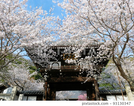 Shorenji temple bell tower gate and cherry blossoms in spring (Takehara City, Hiroshima Prefecture) Shorenji temple bell tower gate and cherry blossoms in spring (Takehara City, Hiroshima Prefecture) 93130347