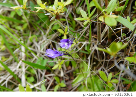 Gunma Prefecture Mushitori violets blooming on Mt. Akagi June 19, 2022 Gunma Prefecture Mushitori violets blooming on Mt. Akagi June 19, 2022 93130361